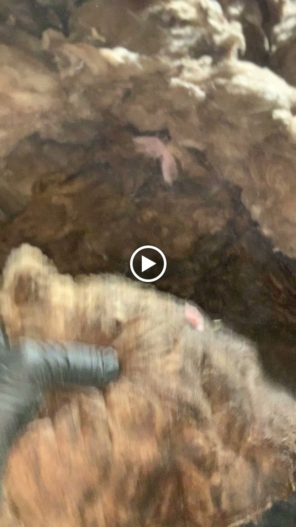 Videos