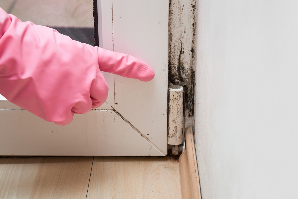 Ahold of Mold Environmental