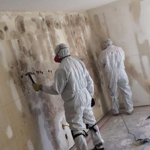 Velozo Mold Remediation