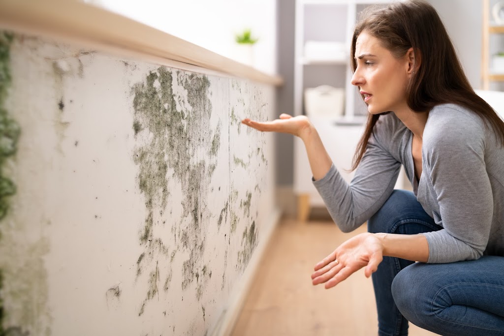 Quality Mold Remediation
